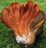 Hypomyces macrosporus image
