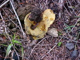 Gastroboletus turbinatus image
