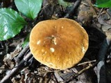 Gyroporus castaneus image