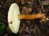 Gyroporus castaneus image