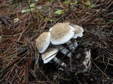 Asterophora lycoperdoides image