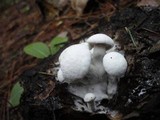 Asterophora lycoperdoides image