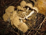 Asterophora lycoperdoides image