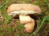Tylopilus sordidus image