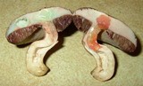 Tylopilus sordidus image