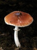 Leucoagaricus rubrotinctus image