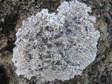 Lobothallia alphoplaca image