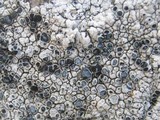Lobothallia alphoplaca image