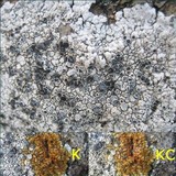 Lobothallia alphoplaca image