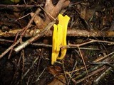 Clavulinopsis helvola image