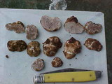 Tuber gibbosum image