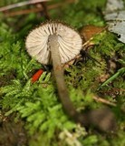 Entoloma nodosporum image