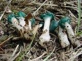 Leotia viscosa image