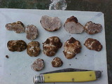 Tuber gibbosum image