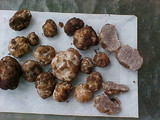 Tuber gibbosum image
