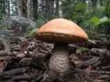 Leccinum insigne image