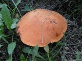 Leccinum insigne image