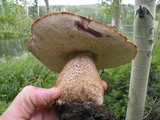 Leccinum insigne image