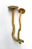 Chroogomphus ochraceus image