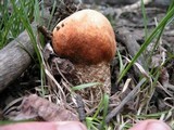 Leccinum insigne image