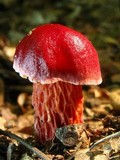 Boletus frostii image
