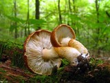 Echinoderma asperum image