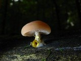 Rhodotus palmatus image