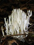 Ramariopsis kunzei image