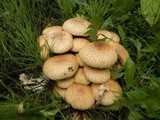 Pholiota squarrosa image