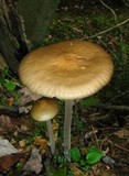 Xerula furfuracea image