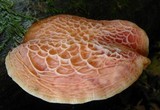 Rhodotus palmatus image