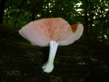 Rhodotus palmatus image