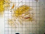 Cudonia circinans image