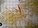 Cudonia circinans image