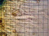 Cudonia circinans image