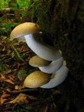 Hypsizygus marmoreus image