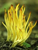 Clavulinopsis fusiformis image