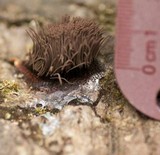 Stemonitis fusca image