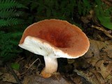 Lactarius volemus image