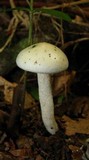 Hygrophorus chrysodon image