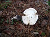 Amanita mutabilis image