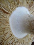 Amanita mutabilis image
