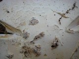 Amanita mutabilis image