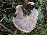 Sarcodon imbricatus image