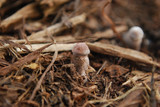 Leucoagaricus americanus image