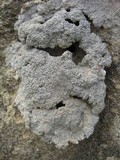 Diploschistes muscorum image