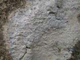 Diploschistes muscorum image