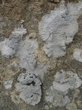 Diploschistes muscorum image