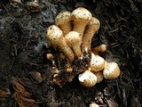 Pholiota squarrosa image