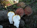 Amanita amerimuscaria image